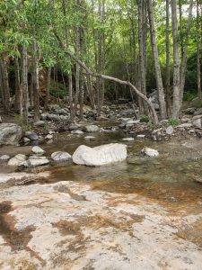 stream with trees