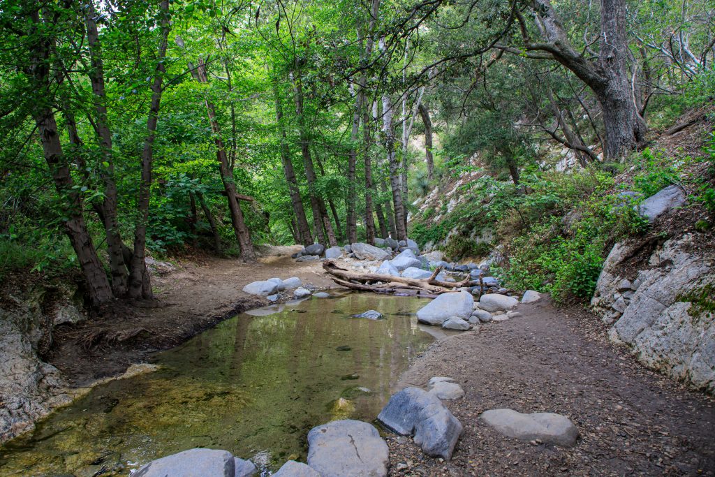 Stream in a forest