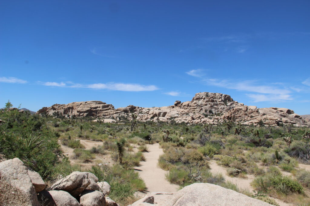 Landscape in Joshua Tree