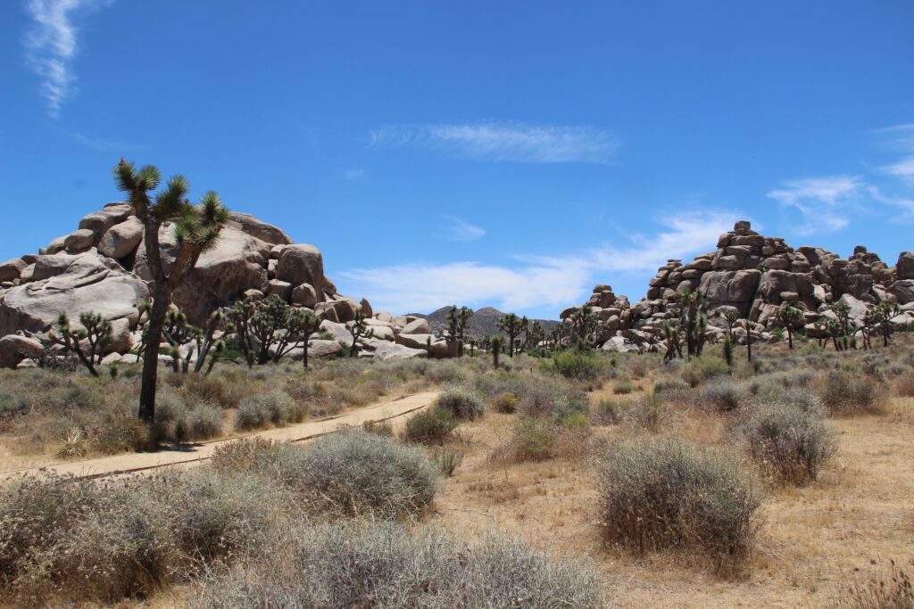 Joshua Trees and rock formations 