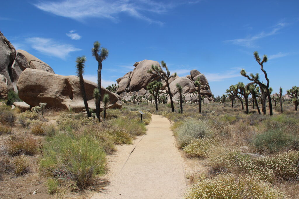 Trail in Joshua Tree