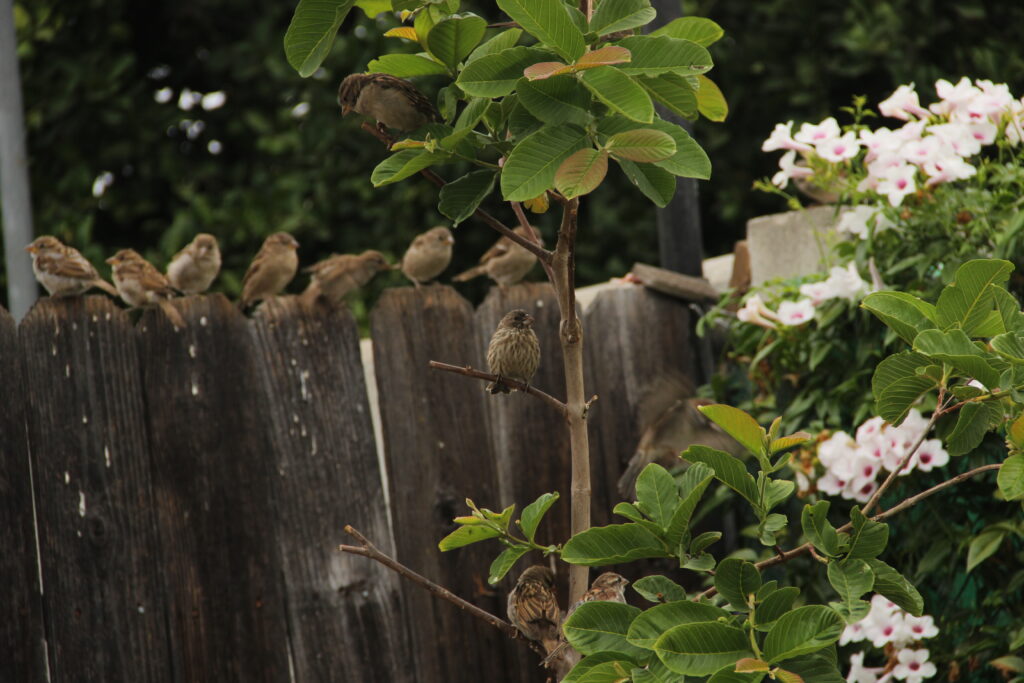 Birds on a fence and tree