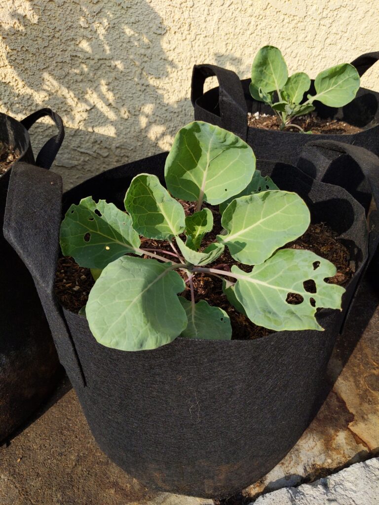 small brussels sprout plant