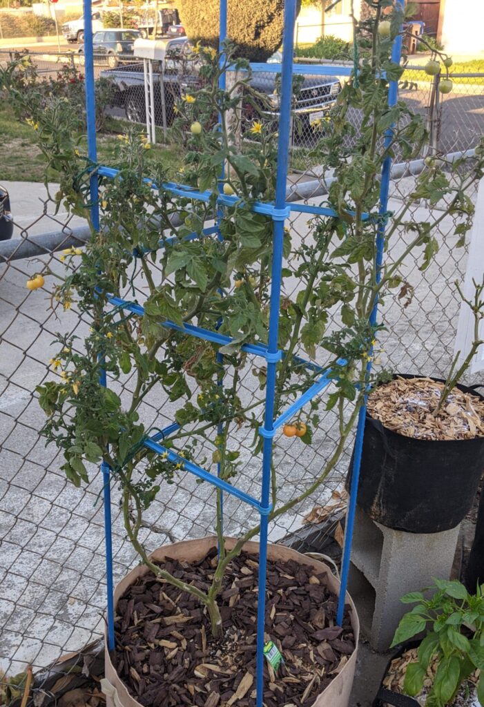 Large cherry tomato plant