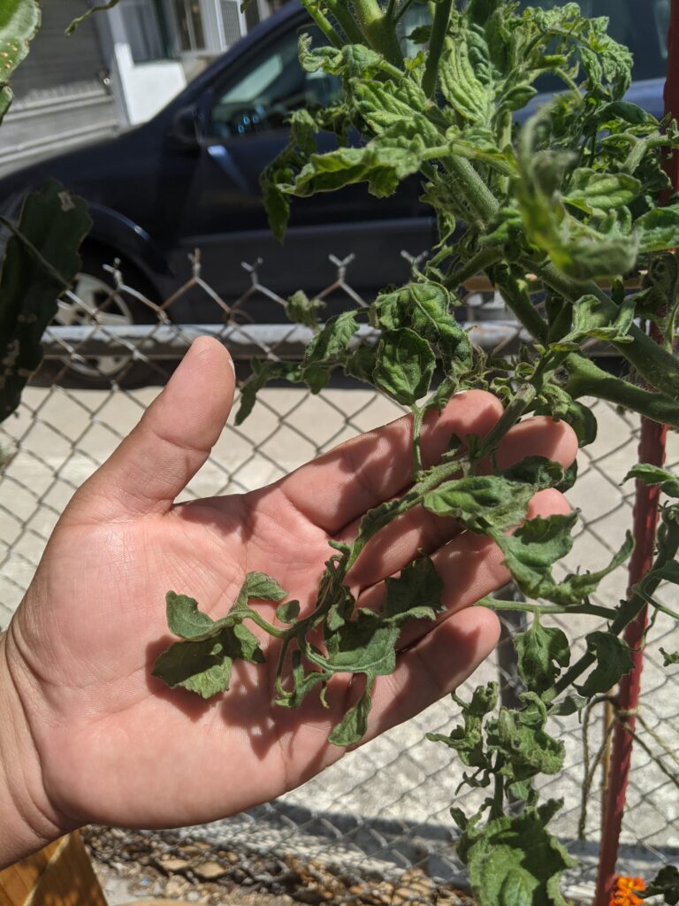 Deformed and twisted leaves on a tomato plant
