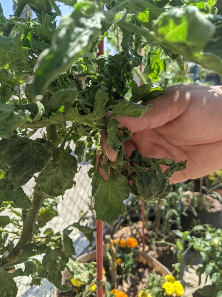 Twisted tomato branch