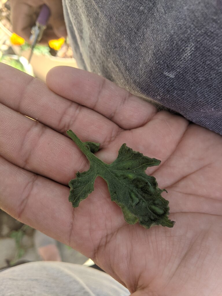 deformed tomato leaf