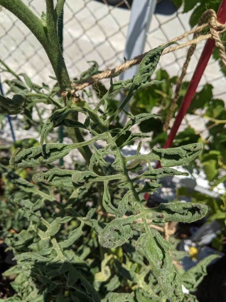 Strange growth and deformed leaves on a tomato plant