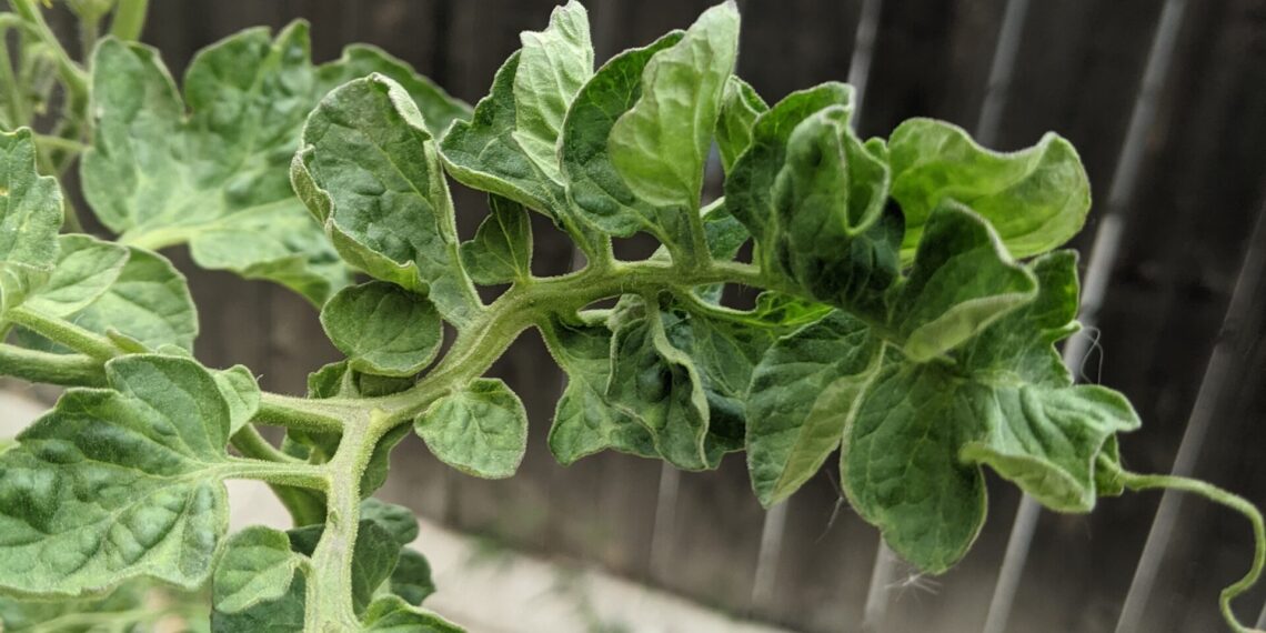 Deformed tomato leaves