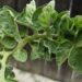 Deformed tomato leaves