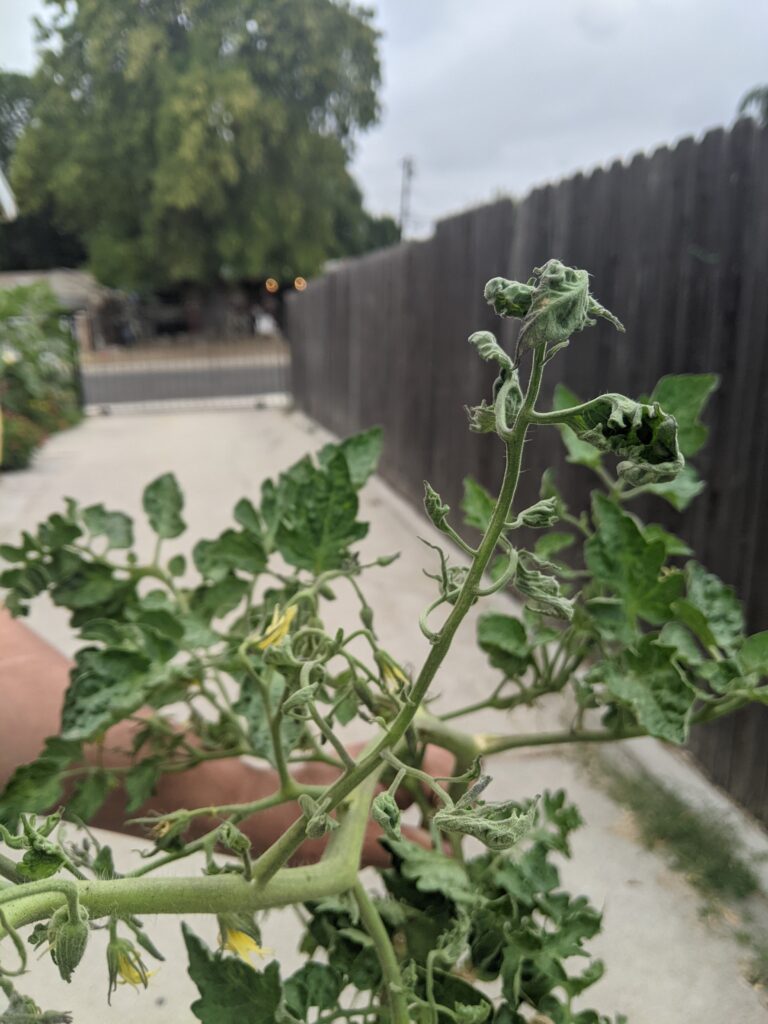 Skinny, string like leaves on tomato plants
