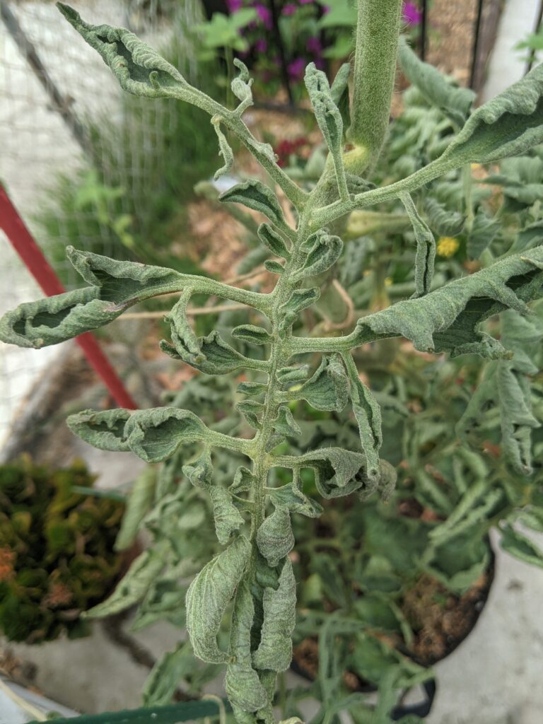 Strange and deformed tomato leaf growth