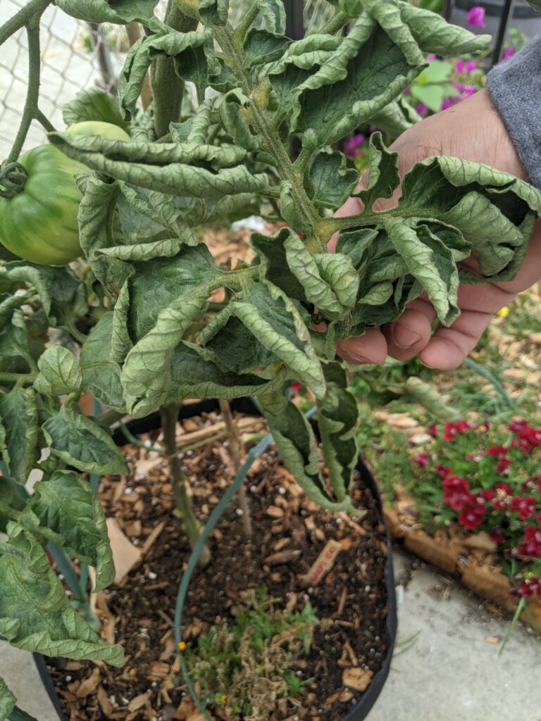 Twisted branches and curled leaves on tomato plant.