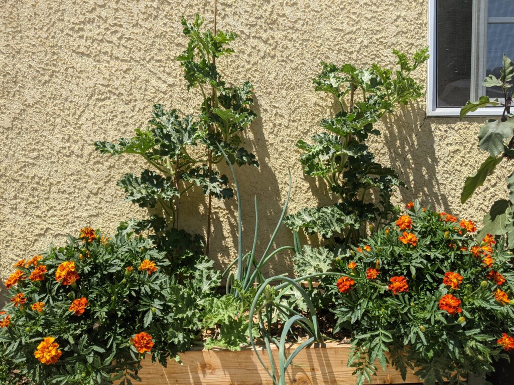 Watermelons, onions and marigolds in a raised bed.