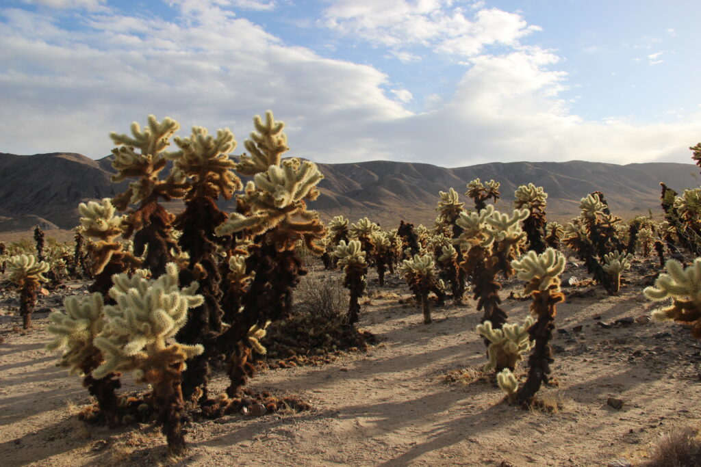 Image of Cholla Cacti at Joshua Tree National Park