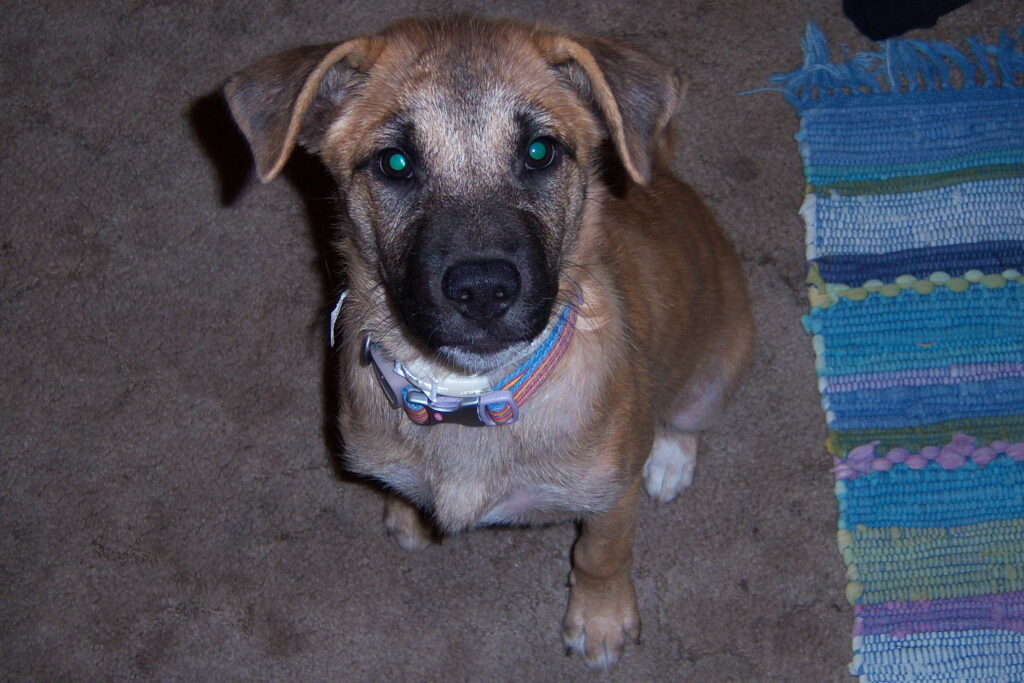 Brown Pit/Lab Mix Puppy staring at the camera