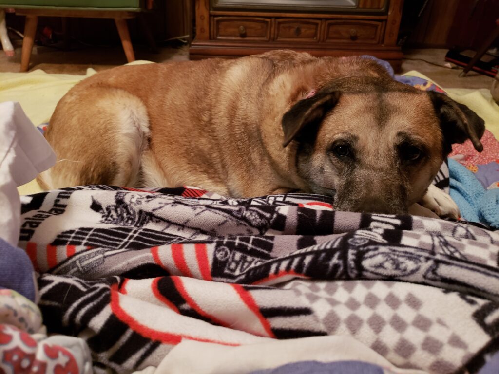 Brown pit/lab mix resting on the floor