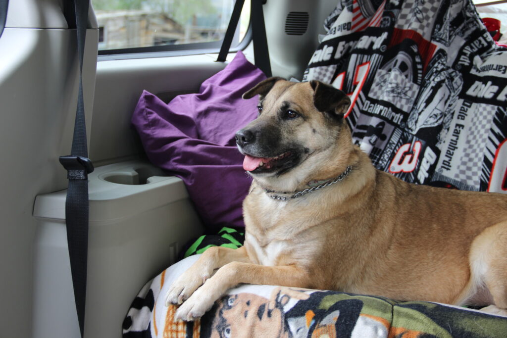 Brown and Black Lab/Pit Mix sitting in the back of a car on a NASCAR blanket