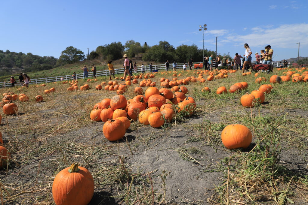 Cal Poly Pumpkin Fest Fall Fun For The Whole Family